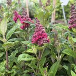 Budleja Dávidova (Buddleja Davidii) ‘LITTLE PINK BUTTERFLY CANDY’® - výška 15-25 cm, kont. C2L